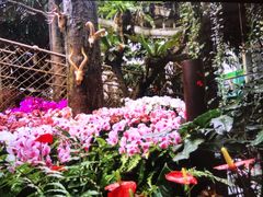 -正佳雨林生态植物园