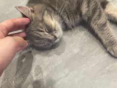 -楼上猫咖(罗湖店)