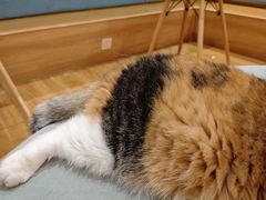 -滚猫咖啡·猫咖·猫友好撸猫(未来城店)
