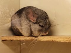 -龙猫仔乐园(惠福东路店)