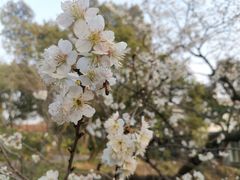 -无锡梅园公园