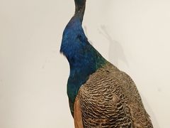 -傣庄园-正宗傣味餐厅·孔雀宴·手抓饭(告庄星光夜市店)