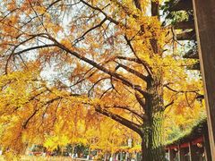 -四川大学(华西校区)