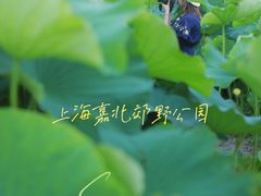 -嘉北郊野公园