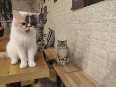 -平行世界·猫咖(首经贸店)