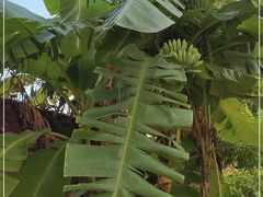-云溪植物园