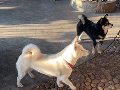 -柴犬高等学院·狗咖·柴犬售卖·宠物训练