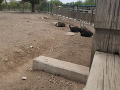 -大青山野生动物园