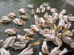 -广州长隆飞鸟乐园