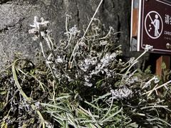 -金子山原生态旅游风景区