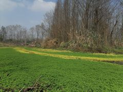 -桤木河湿地公园