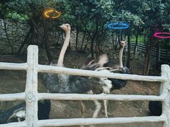 -大塘金香草谷