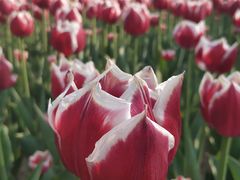 -廊坊文化艺术中心