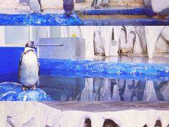 -太平洋海底世界