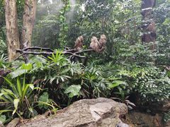 -广州长隆飞鸟乐园