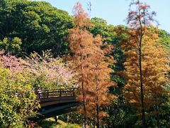 -云溪植物园