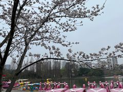 -青枫公园
