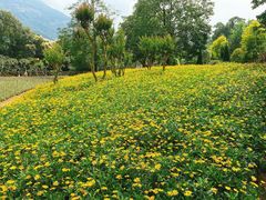 -广州市流溪河国家森林公园