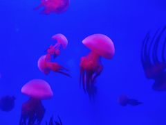 -蓬莱欧乐堡海洋极地世界