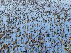 -天津东丽湖风景区