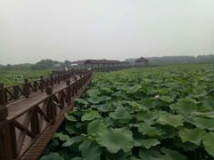 -荷塘月色湿地公园·向阳花洲