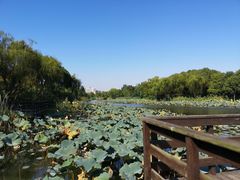 -新江湾城公园