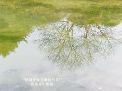 -神仙树公园