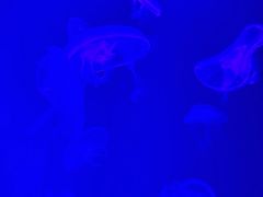 -沈阳海洋探索中心