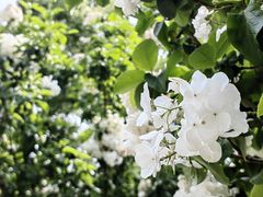 -上海共青森林公园