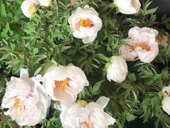 -合肥三国新城遗址公园