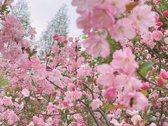 -上海辰山植物园