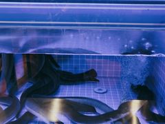 -诚·鳗屋(星摩尔店)