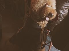 -百好乐宠物友好餐厅(朝外大街店)