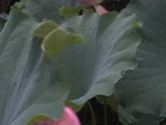 -陈家山荷花公园