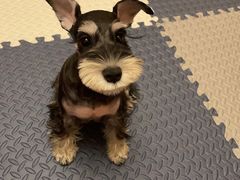 -翊宠yipet猫狗购宠庄园犬舍•猫舍