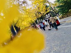 -八大关景区