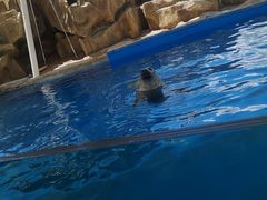 -芜湖新华联大白鲸海洋公园