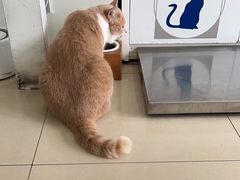 -诺比宠物医院心脏内科·泌尿肾内外科·骨科急重症