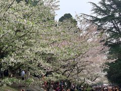 -武汉大学-樱园