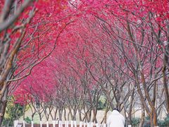 -合肥滨湖国家森林公园