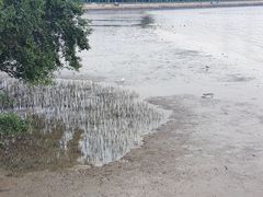 -宝安西湾红树林湿地公园