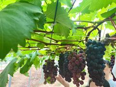 -海堤葡萄园中小学生研学基地