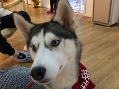 -Husky Go! 哈士奇体验馆·宠物咖啡厅狗咖