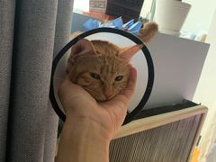 -美联众合动物医院·24h转诊中心