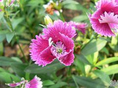 -紫竹院公园冰场