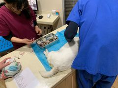 -芭比堂宠物医院·全科爱猫医院·仁德分院
