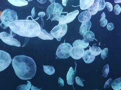 -太平洋海底世界