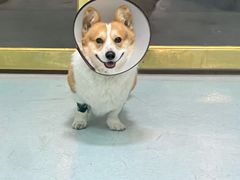 -汪喵宠物医院·骨科心脏影像·犬猫急重症ICU诊疗中心(成华分院)