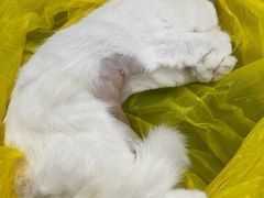 -博特宠物医院24h犬猫全科.骨科·异宠