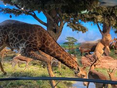 -国家自然博物馆